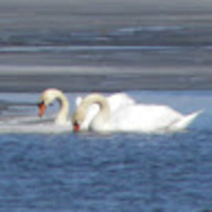 Meet your Posher, Jana